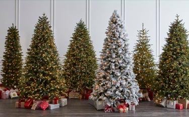 Zber vianočných stromčekov